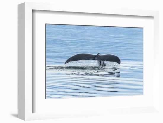 USA, Alaska, Tongass National Forest. Humpback whale diving.-Jaynes Gallery-Framed Photographic Print