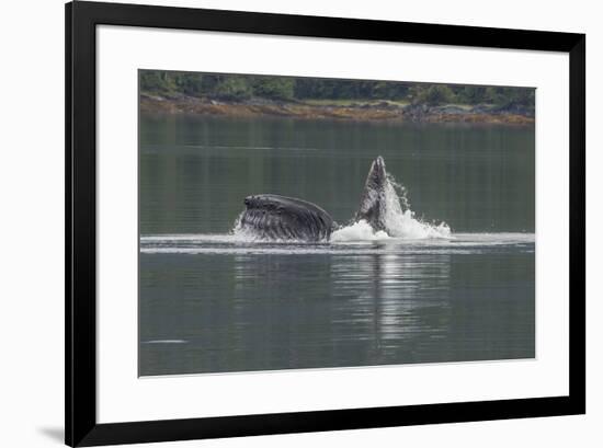 USA, Alaska, Tongass National Forest. Humpback whale lunge feeds.-Jaynes Gallery-Framed Premium Photographic Print