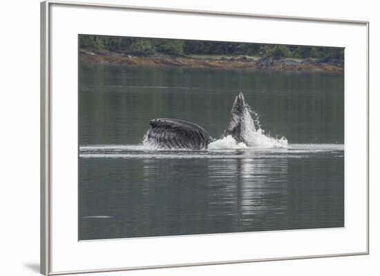 USA, Alaska, Tongass National Forest. Humpback whale lunge feeds.-Jaynes Gallery-Framed Premium Photographic Print