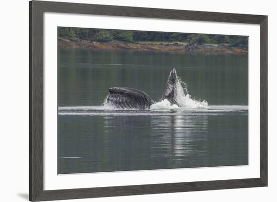 USA, Alaska, Tongass National Forest. Humpback whale lunge feeds.-Jaynes Gallery-Framed Premium Photographic Print