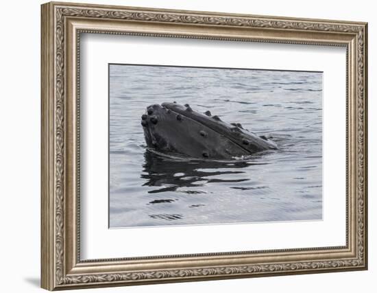 USA, Alaska, Tongass National Forest. Humpback whale's head breaks surface.-Jaynes Gallery-Framed Photographic Print