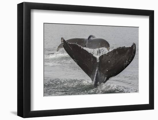 USA, Alaska, Tongass National Forest. Humpback whales diving.-Jaynes Gallery-Framed Photographic Print