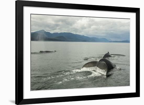 USA, Alaska, Tongass National Forest. Humpback whales surfacing & diving.-Jaynes Gallery-Framed Premium Photographic Print