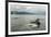 USA, Alaska, Tongass National Forest. Humpback whales surfacing & diving.-Jaynes Gallery-Framed Premium Photographic Print