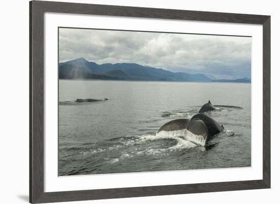 USA, Alaska, Tongass National Forest. Humpback whales surfacing & diving.-Jaynes Gallery-Framed Premium Photographic Print