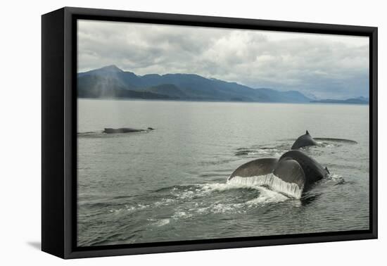 USA, Alaska, Tongass National Forest. Humpback whales surfacing & diving.-Jaynes Gallery-Framed Premier Image Canvas