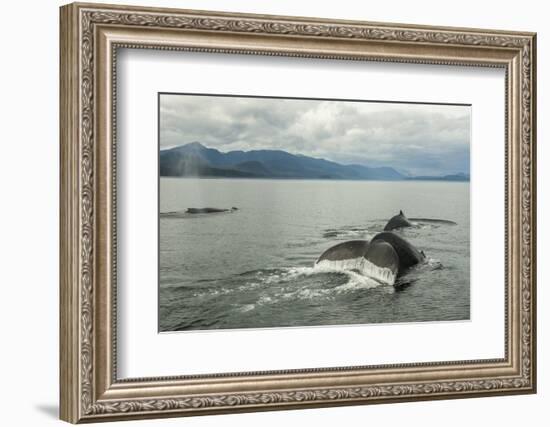 USA, Alaska, Tongass National Forest. Humpback whales surfacing & diving.-Jaynes Gallery-Framed Photographic Print