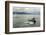 USA, Alaska, Tongass National Forest. Humpback whales surfacing & diving.-Jaynes Gallery-Framed Photographic Print