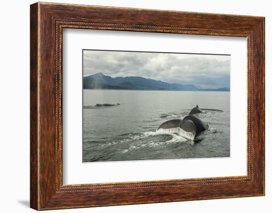 USA, Alaska, Tongass National Forest. Humpback whales surfacing & diving.-Jaynes Gallery-Framed Photographic Print