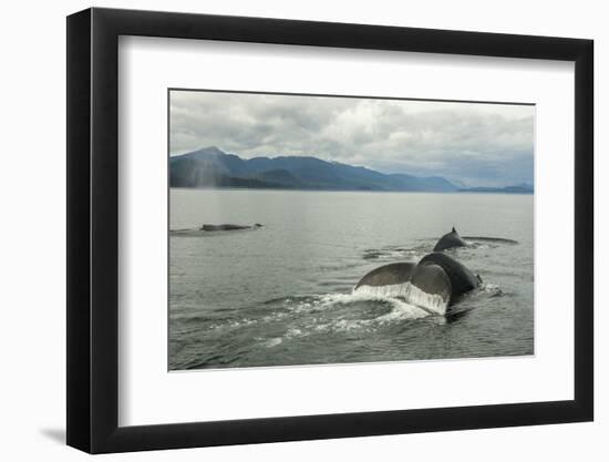 USA, Alaska, Tongass National Forest. Humpback whales surfacing & diving.-Jaynes Gallery-Framed Photographic Print