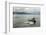 USA, Alaska, Tongass National Forest. Humpback whales surfacing & diving.-Jaynes Gallery-Framed Photographic Print