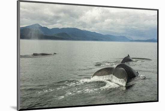 USA, Alaska, Tongass National Forest. Humpback whales surfacing & diving.-Jaynes Gallery-Mounted Photographic Print