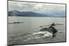 USA, Alaska, Tongass National Forest. Humpback whales surfacing & diving.-Jaynes Gallery-Mounted Photographic Print