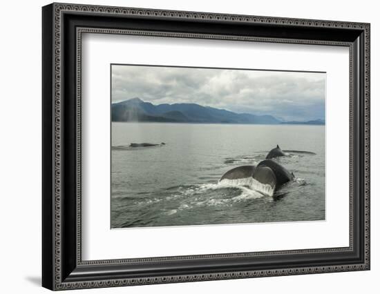 USA, Alaska, Tongass National Forest. Humpback whales surfacing & diving.-Jaynes Gallery-Framed Photographic Print