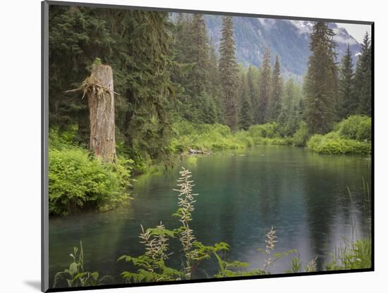 USA, Alaska, Tongass National Forest. Landscape with Beaver Pond on Fish Creek.-Jaynes Gallery-Mounted Photographic Print