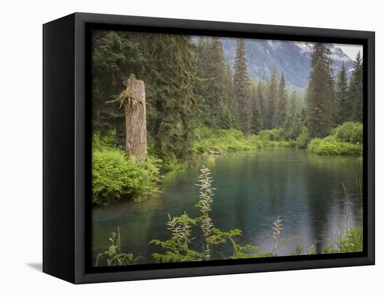 USA, Alaska, Tongass National Forest. Landscape with Beaver Pond on Fish Creek.-Jaynes Gallery-Framed Premier Image Canvas