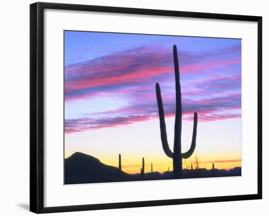 USA, Arizona, a Saguaro Cactus at Dusk-Jaynes Gallery-Framed Photographic Print