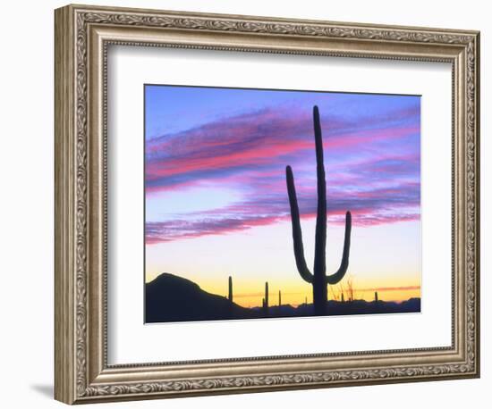 USA, Arizona, a Saguaro Cactus at Dusk-Jaynes Gallery-Framed Photographic Print