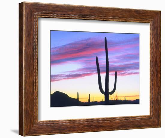 USA, Arizona, a Saguaro Cactus at Dusk-Jaynes Gallery-Framed Photographic Print