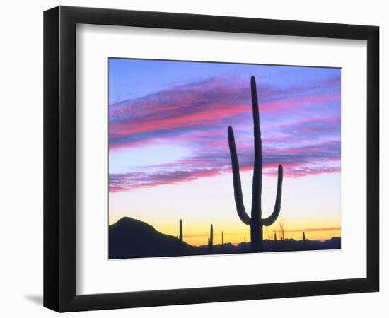 USA, Arizona, a Saguaro Cactus at Dusk-Jaynes Gallery-Framed Photographic Print