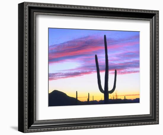 USA, Arizona, a Saguaro Cactus at Dusk-Jaynes Gallery-Framed Photographic Print