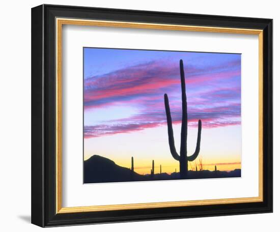 USA, Arizona, a Saguaro Cactus at Dusk-Jaynes Gallery-Framed Photographic Print