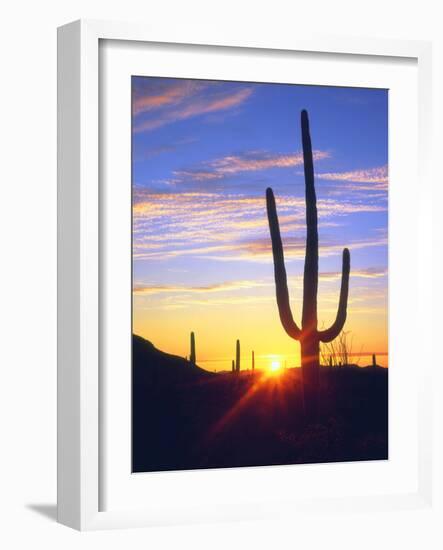 USA, Arizona, a Saguaro Cactus at Sunset-Jaynes Gallery-Framed Photographic Print