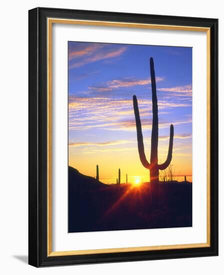 USA, Arizona, a Saguaro Cactus at Sunset-Jaynes Gallery-Framed Photographic Print