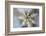 USA, Arizona. Abstract detail of cactus needles.-Jaynes Gallery-Framed Photographic Print