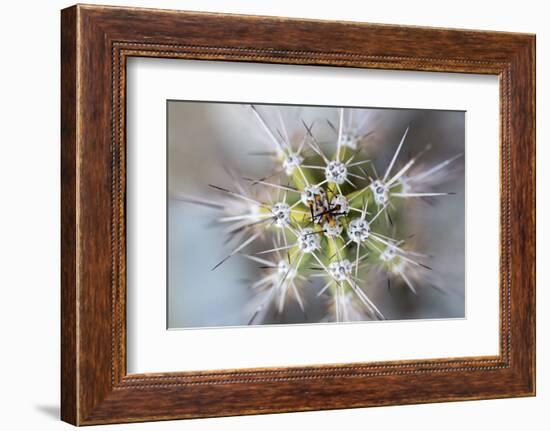 USA, Arizona. Abstract detail of cactus needles.-Jaynes Gallery-Framed Photographic Print