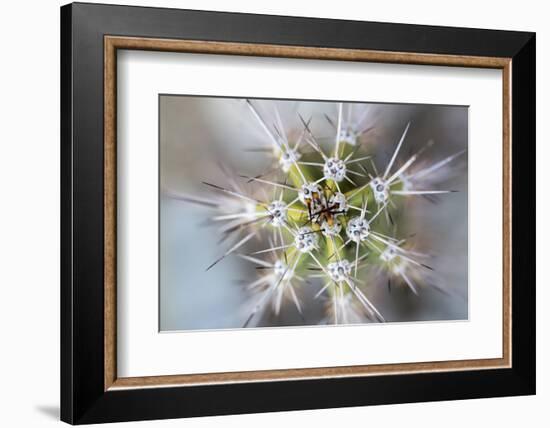 USA, Arizona. Abstract detail of cactus needles.-Jaynes Gallery-Framed Photographic Print