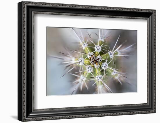 USA, Arizona. Abstract detail of cactus needles.-Jaynes Gallery-Framed Photographic Print