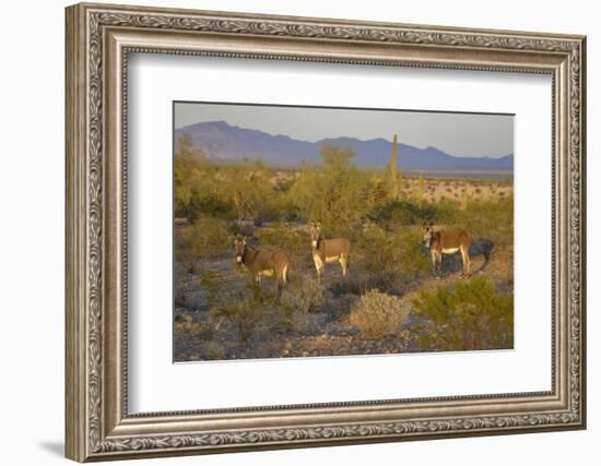 USA, Arizona, Alamo Lake State Park. Wild burros in the desert-Kevin Oke-Framed Photographic Print