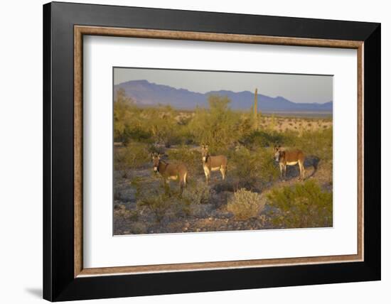 USA, Arizona, Alamo Lake State Park. Wild burros in the desert-Kevin Oke-Framed Photographic Print