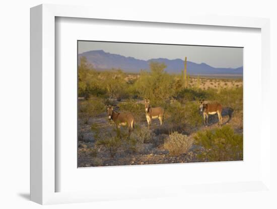 USA, Arizona, Alamo Lake State Park. Wild burros in the desert-Kevin Oke-Framed Photographic Print