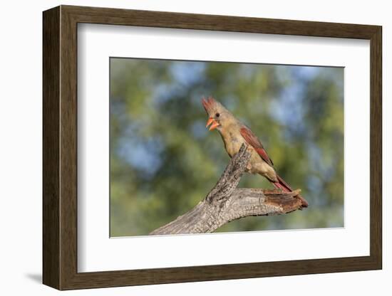 USA, Arizona, Amado. Female Cardinal on Branch-Wendy Kaveney-Framed Photographic Print