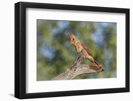 USA, Arizona, Amado. Female Cardinal on Branch-Wendy Kaveney-Framed Photographic Print