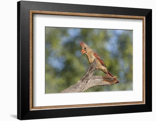 USA, Arizona, Amado. Female Cardinal on Branch-Wendy Kaveney-Framed Photographic Print