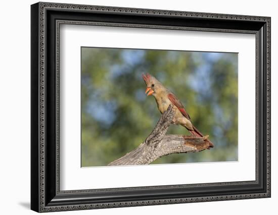 USA, Arizona, Amado. Female Cardinal on Branch-Wendy Kaveney-Framed Photographic Print