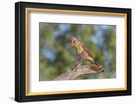 USA, Arizona, Amado. Female Cardinal on Branch-Wendy Kaveney-Framed Photographic Print