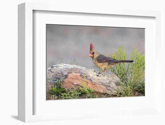 USA, Arizona, Amado. Female Cardinal Perched on Rock-Wendy Kaveney-Framed Photographic Print