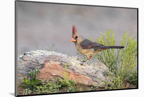 USA, Arizona, Amado. Female Cardinal Perched on Rock-Wendy Kaveney-Mounted Photographic Print