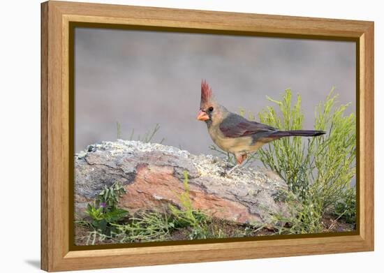 USA, Arizona, Amado. Female Cardinal Perched on Rock-Wendy Kaveney-Framed Premier Image Canvas