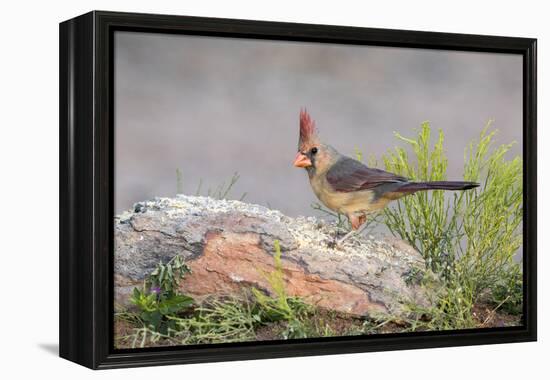 USA, Arizona, Amado. Female Cardinal Perched on Rock-Wendy Kaveney-Framed Premier Image Canvas