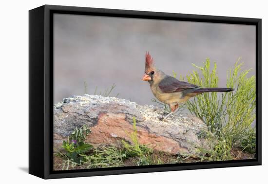 USA, Arizona, Amado. Female Cardinal Perched on Rock-Wendy Kaveney-Framed Premier Image Canvas