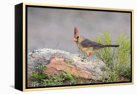 USA, Arizona, Amado. Female Cardinal Perched on Rock-Wendy Kaveney-Framed Premier Image Canvas