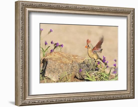 USA, Arizona, Amado. Female Cardinal with Wings Spread-Wendy Kaveney-Framed Photographic Print