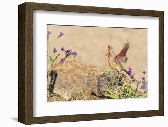 USA, Arizona, Amado. Female Cardinal with Wings Spread-Wendy Kaveney-Framed Photographic Print