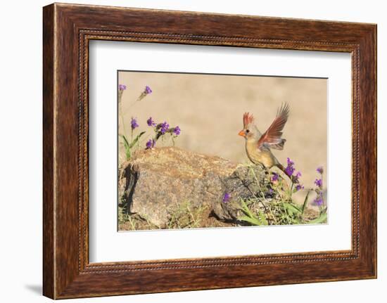 USA, Arizona, Amado. Female Cardinal with Wings Spread-Wendy Kaveney-Framed Photographic Print