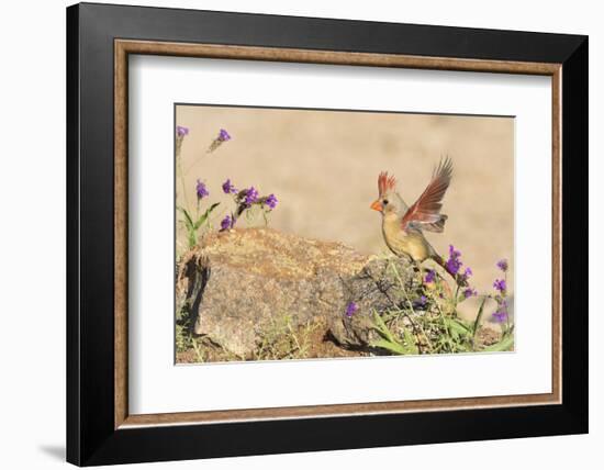 USA, Arizona, Amado. Female Cardinal with Wings Spread-Wendy Kaveney-Framed Photographic Print